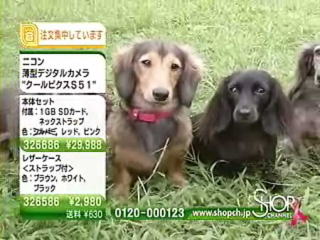 NIKON shopチャンネル出演犬2